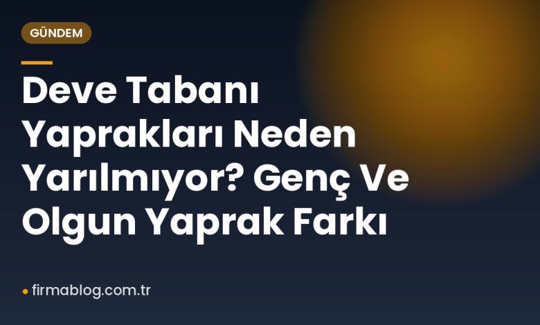 Deve Tabanı Yaprakları Neden Yarılmıyor? Genç Ve Olgun Yaprak Farkı